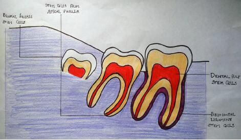 图1 ▎干细胞于牙科中的应用 包括1.